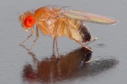 Drosophila melanogaster gan André Karwath 