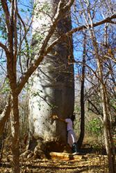 : Hugging a Cavanillesia umbellata, one of the most conspicuous elements in the dry forest. Mata Seca State Park, Minas Gerais, Brazil.