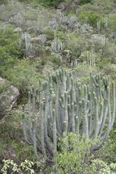 Cacti colofnog yn y goedwig sych rhwng yr Andes, Dyffryn Maranon, Periw
