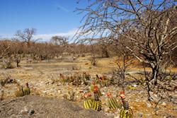 Limestone outcrop showing the heterogeneity of the dry forest landscape. Mata Seca State Park, Brazil.