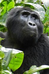 The threatened Eastern gorilla, Gorilla gorilla. : Photo by Peter Stoel via Oregon State University.