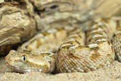 Echis coloratus (y 'painted sawl-scaled viper), un o'r rhywogaethau a ddefnyddiwyd yn yr ymchwil. 