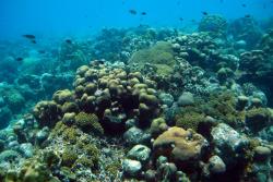 Coral reefs in the entrance to Curacao harbour in the Caribbean. These reefs are subjected to intense human pressures, such as boat traffic, fishing, and land runoff.: Image credit: Mark Vermeij