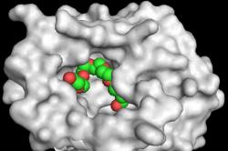 The resolved structure of an enzyme from a marine plastic degrading bacteria.