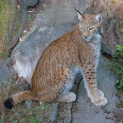 The Eurasian Lynx.: Magnus Johansson [CC BY-SA 2.0 (https://creativecommons.org/licenses/by-sa/2.0)]