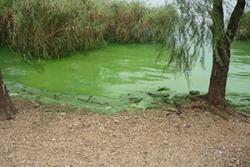 Example of extreme eutrophication (algal blooms) in China (Lake Taihu, Jiangsu)