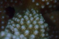 The individual polyps of Pocillopora meandrina, which feed by capturing prey with tentacles.: Image credit: Michael D. Fox