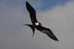 An adult Frigatebird.: ©Aurélien Prudor CNRS