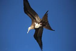 A juvenile frigatebird: ©Aurélien Prudor CNRS