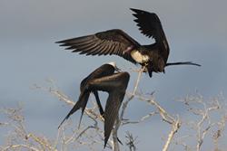 A frigatebird feeding event: ©Aurélien Prudor CNRS