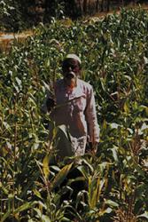 A farmer assesses his GM-6 maize crop.