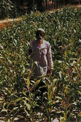 A farmer surveys his disease resistant pearl millet crop.