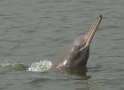 A Ganges river dolphin: image credit: Mansur/WCS Bangladesh