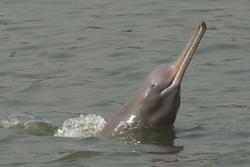 Dolffin afon Ganges.: Credyd llun:Mansur/WCS Bangladesh