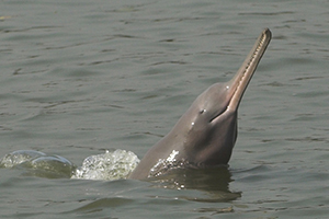 A Ganges river dolphin: image credit: Mansur/WCS Bangladesh