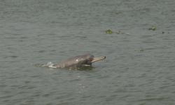 A Ganges River Dolphin: image credit: Mansur/WCS Bangladesh