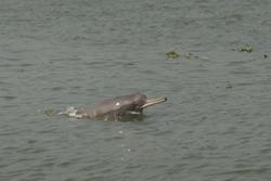 A Ganges River Dolphin: image credit: Mansur/WCS Bangladesh