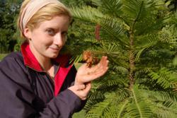 Assistant Gardener Rosie Barratt shows the Wollemi pine seeds