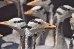 Bar-headed geese.