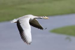 Bar- headed goose in flight in its native Mongolia.: Image:Nyambayar Batbayar