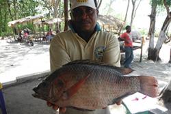 Tasty tilapia freshly caught from the Ruvu River in Tanzania, but this globally-cultured Nile Tilapia strain has been introduced from Uganda and is threatening unique native tilapia species.