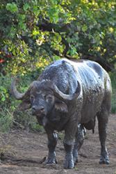 Bull buffalo after a mud wallow.: image credit Gina Hayward