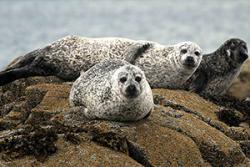 Harbour seals have been declining in several areas of Britain. : Photo: Peter Evans