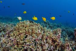 Coral reefs around Big Island in Hawai’i, where coral reefs exist in close contact with human populations.: Image credit: Brian J. Zgliczynski