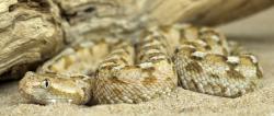 Painted saw-scaled viper (Echis coloratus) : Photo: Adam Hargreaves