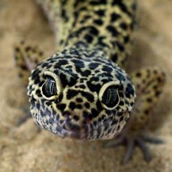 'Leopard gecko' (Eublepharis macularius): Llun gan: Adam Hargreaves