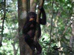 Bonobos, an endangered species of great ape.