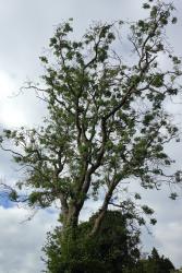 Mature ash tree suffering dieback disease.: Photo by John Healey  taken in Dorset in 2019