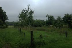 Newly planted woodland with ash trees already suffering dieback disease: Photo by John Healey  taken in Dorset in 2019.