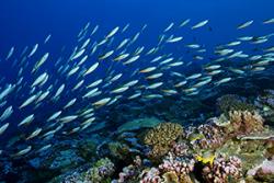 A large number of planktivorous fishes and other biological life on a coral reef - a clear sign of the effects of the Island Mass Effect.: Credit & Copyright: Zafer Kizilkaya.