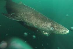 Greenland shark.: Image courtesy Julius Nielsen