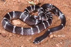 Painless venom: Indian kraits (Bungarus caeruleus) are notorious for biting sleeping people at night. While highly lethal, the bites are so painless that they are often dismissed as trivial until it is too late. This indicates no defensive function.: Copyright and credit : Wolfgang Wüster 