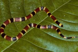 Defensive venom? Some coral snakes (Micrurus) have specifically pain-inducing toxins in their venoms, suggesting that natural selection for defence may have played a role in their evolution - a possible exception to the rule uncovered in this study.: Copyright and credit : Wolfgang Wüster 