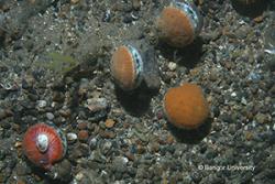 Scallops photographed on the sea bed (here off the Isle of Man).