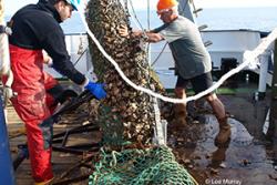 Emptying a scallop dredge on the RV Prince Madog.