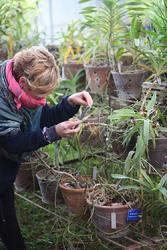 Işık identifying the Vanda species for painting