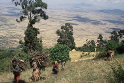 Hel coed tân ar ochrau'r goedwig yn Ethiopia.