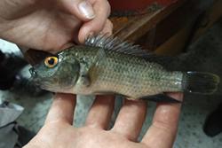 Jennifer Shepperson, Research Project Support Officer at the School of Biological Sciences  holds an example of the Oreochromis tilapia species. : Credit: Tarang Mehta, Earlham Institute