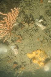 Sponge and pink sea fan on the sea bed