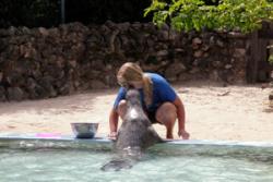 Kate feeding and training the seals at the aquarium