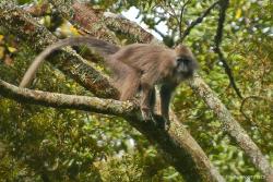 ‘The kipunji (Rungwecebus kipunji) is one of the most threatened primates in the world and is found only in the remote mountain ranges of southern Tanzania.: Photo: © Tim Davenport’