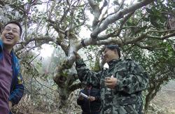 Xi Long and Shore finish planting orchid seed on a tea tree (Camellia sinensis)