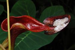 A particular shrew is attracted to the sugary coating on this pitcher plant species- with beneficial results for the plant!