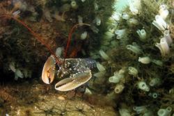 A lobster in it's seabed habitat.: Image credit: Pascal Dubois.