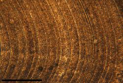 a photograph of the internal growth rings in an ocean quahog shell. The black bar represents 0.3mm