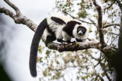 Many of Madagascar’s iconic lemur species such as this black and white ruffed lemur are critically endangered. : Copyright Daniel Burgas.